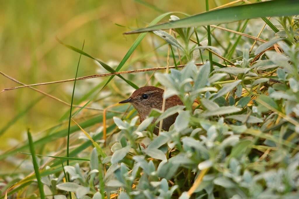 家庭用レーザーペンで肝斑の治療は大丈夫なの？