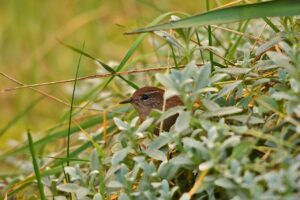 家庭用レーザーペンで肝斑の治療は大丈夫なの？