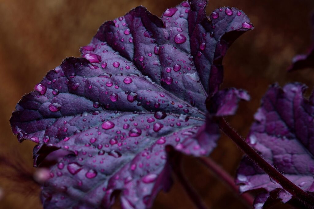 エイジング美容液を自宅で使う医療級の効果とは？