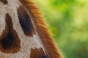 肌の土台を強くするための自宅ケア方法は？