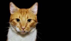 肝斑を自宅で医療レベルのケアを行う方法は？