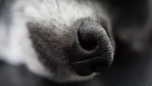 乾燥毛穴を自宅ケアする方法は？
